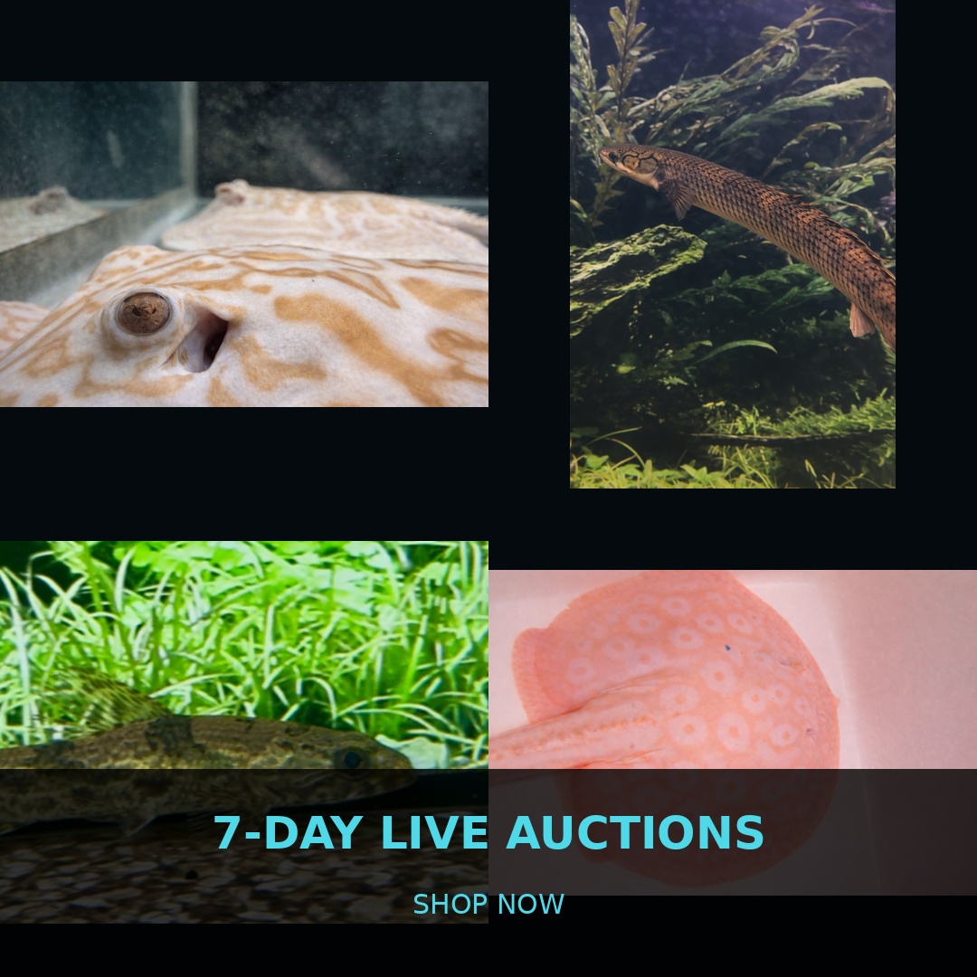 🐠 7-Day Live Auctions: Premium Tropical Fish (4 Items)
