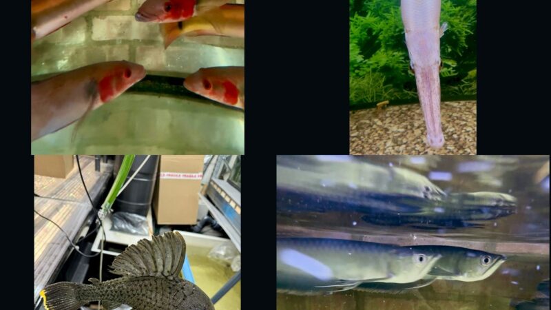 🐠 7-Day Live Auctions: Premium Tropical Fish (4 Items)