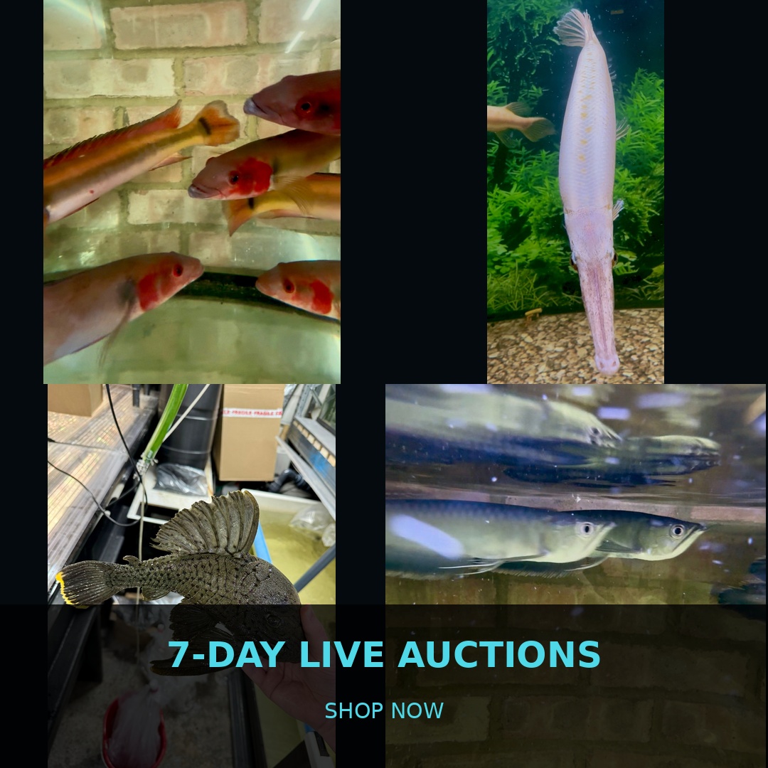 🐠 7-Day Live Auctions: Premium Tropical Fish (4 Items)