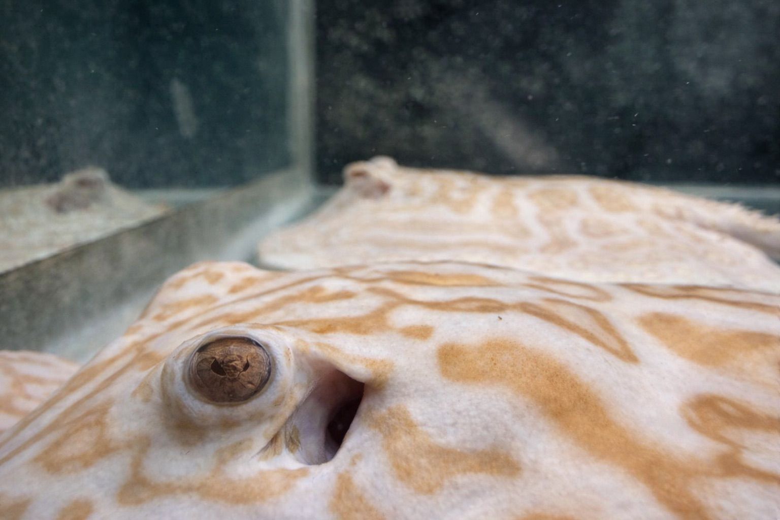 ⏰ Auction Ending Soon: ✨ ALBINO PEARL STINGRAY – MALE (9–10″) ✨ [AUCTION] (4 days left!)