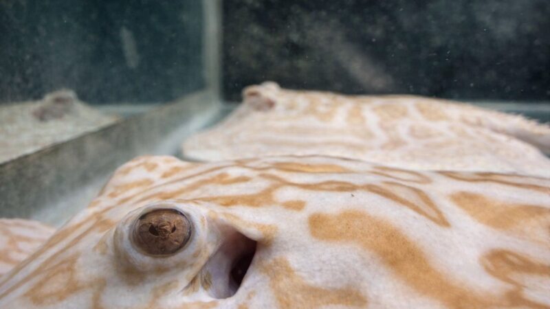 ⏰ Auction Ending Soon: ✨ ALBINO PEARL STINGRAY – MALE (9–10″) ✨ [AUCTION] (3 days left!)