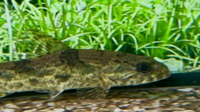 ⏰ Auction Ending Soon: Hoplias Aimara – Stunning Tropical Fish for Your Aquarium [AUCTION] (3 days left!)