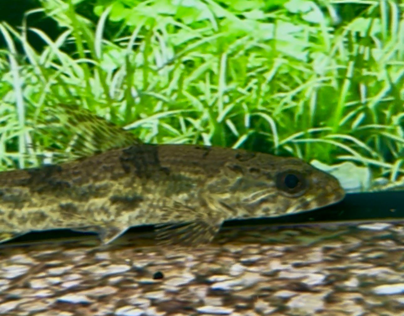 ⏰ Auction Ending Soon: Hoplias Aimara – Stunning Tropical Fish for Your Aquarium [AUCTION] (3 days left!)