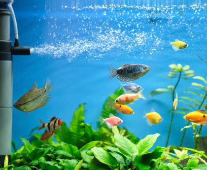 LiveAquaria fish in the UK? Here’s your premium alternative: MTF Aquatics
