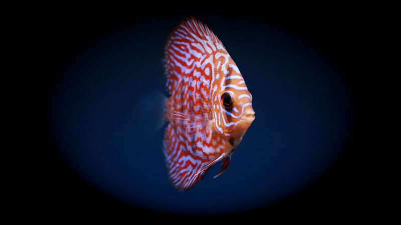 LiveAquaria UK alternative: Why MTF Aquatics is your smarter choice for rare and exotic fish