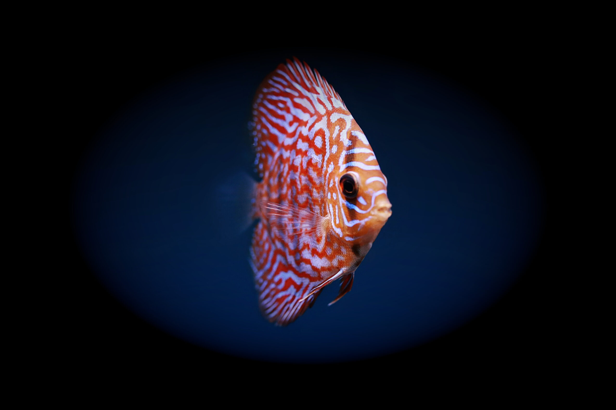 LiveAquaria UK alternative: Why MTF Aquatics is your smarter choice for rare and exotic fish