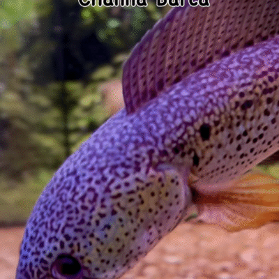 Aquarium fish near me? Get rare and exotic fish delivered UK‑wide by MTF Aquatics