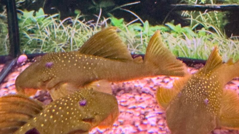 Aquatic Arts: Turn Your Tank into Living Art with Rare Fish and Pro‑Grade Kit