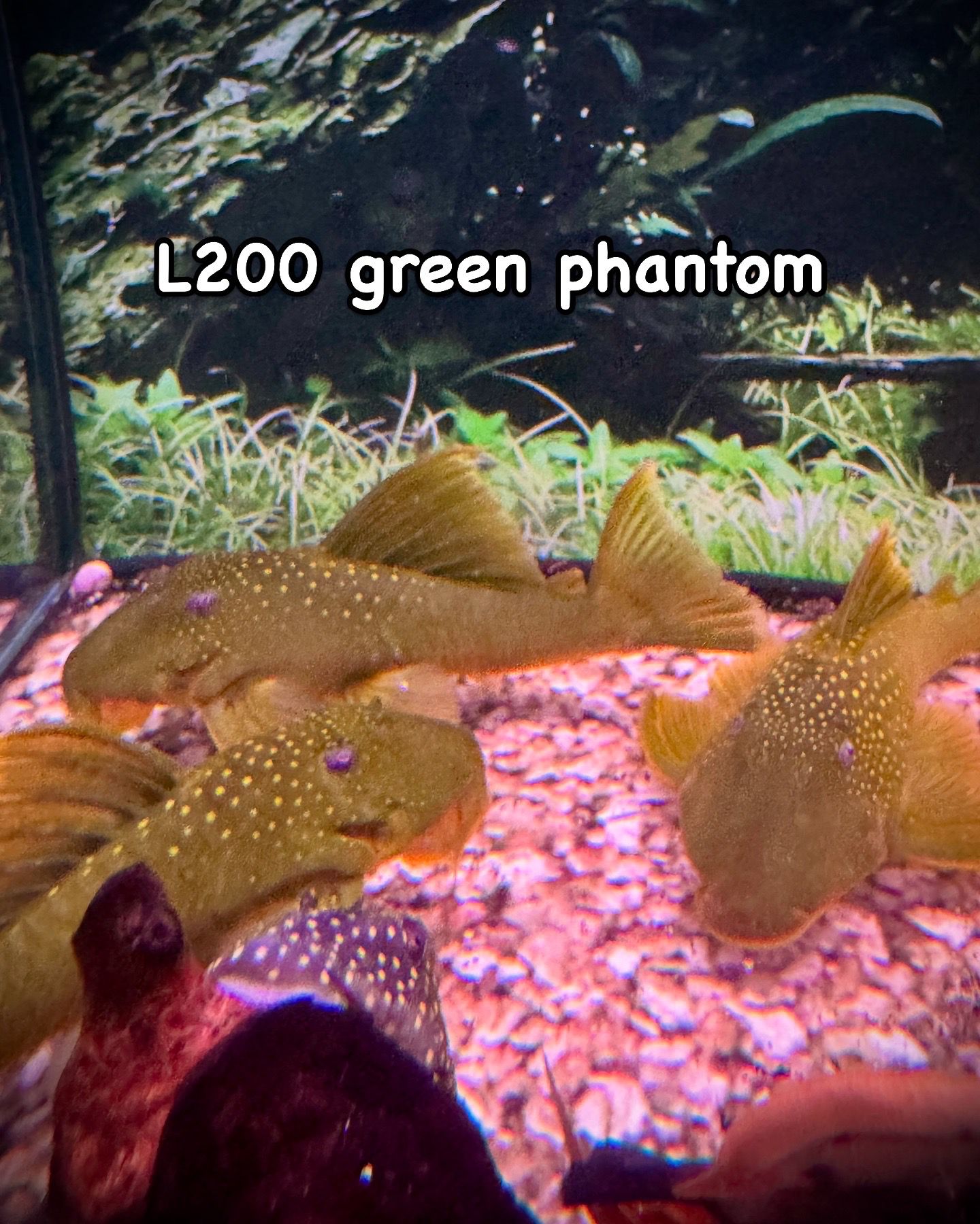 Aquatic Arts: Turn Your Tank into Living Art with Rare Fish and Pro‑Grade Kit