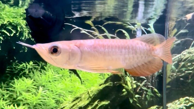 Aquarium Fish for Sale in the UK: Rare, Show‑Grade Livestock Delivered Safely