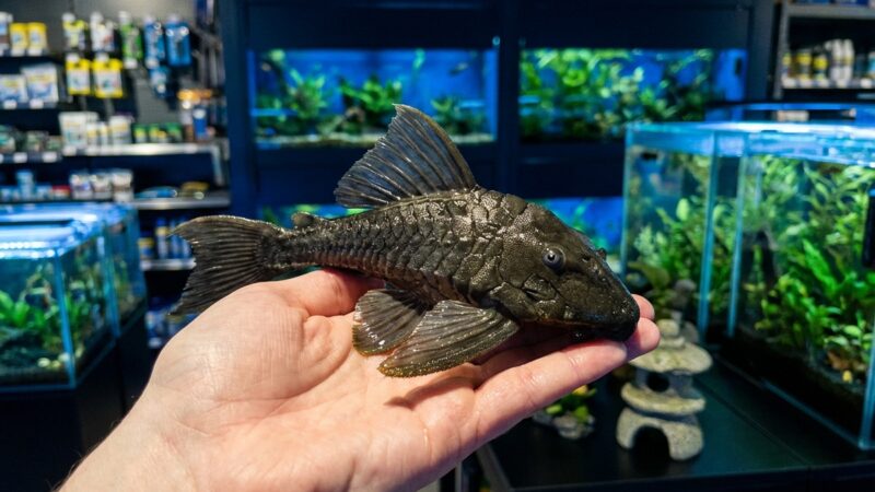 Stop searching “pet store near me” — get rare fish and pro gear delivered UK‑wide