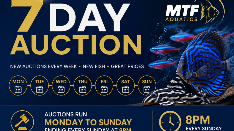 🐠 7-Day Live Auctions: Premium Tropical Fish (4 Items)