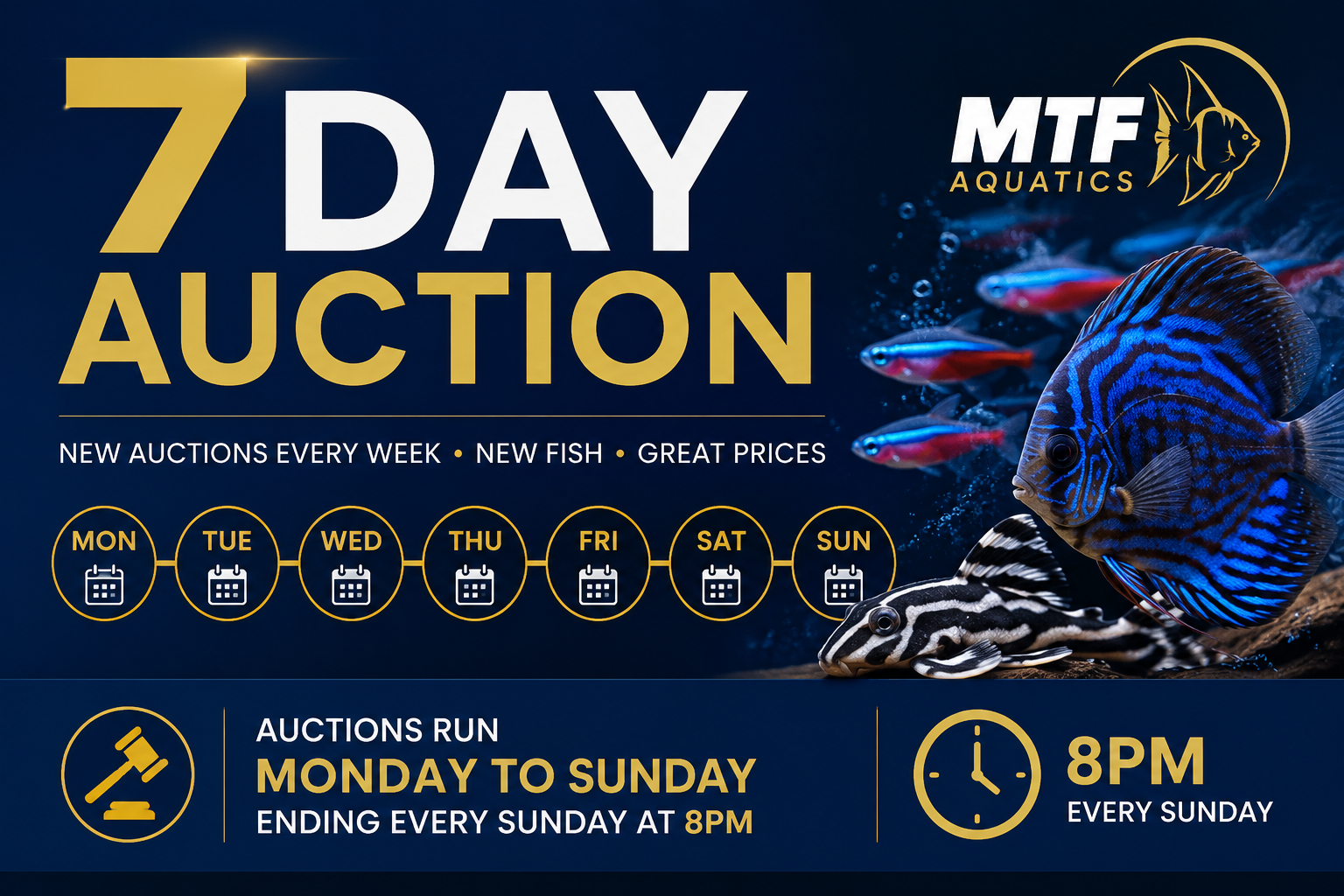 🐠 7-Day Live Auctions: Premium Tropical Fish (4 Items)