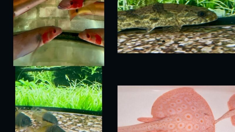 🐠 7-Day Live Auctions: Premium Tropical Fish (4 Items)