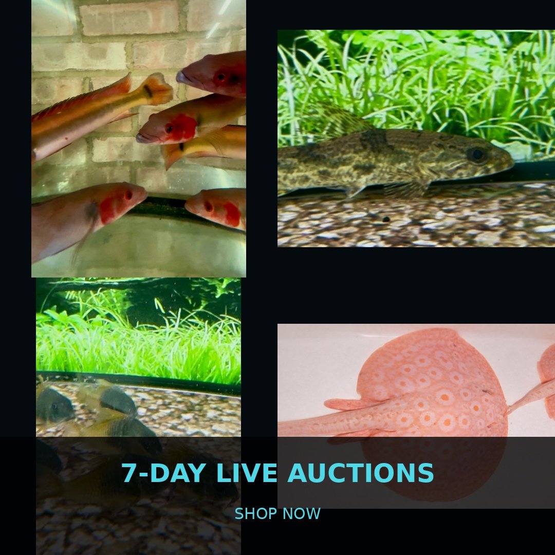 🐠 7-Day Live Auctions: Premium Tropical Fish (4 Items)