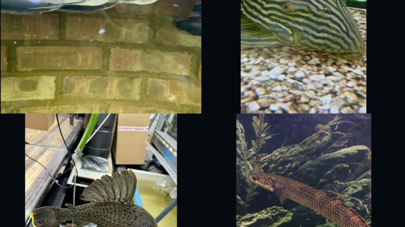 🐠 7-Day Live Auctions: Premium Tropical Fish (4 Items)