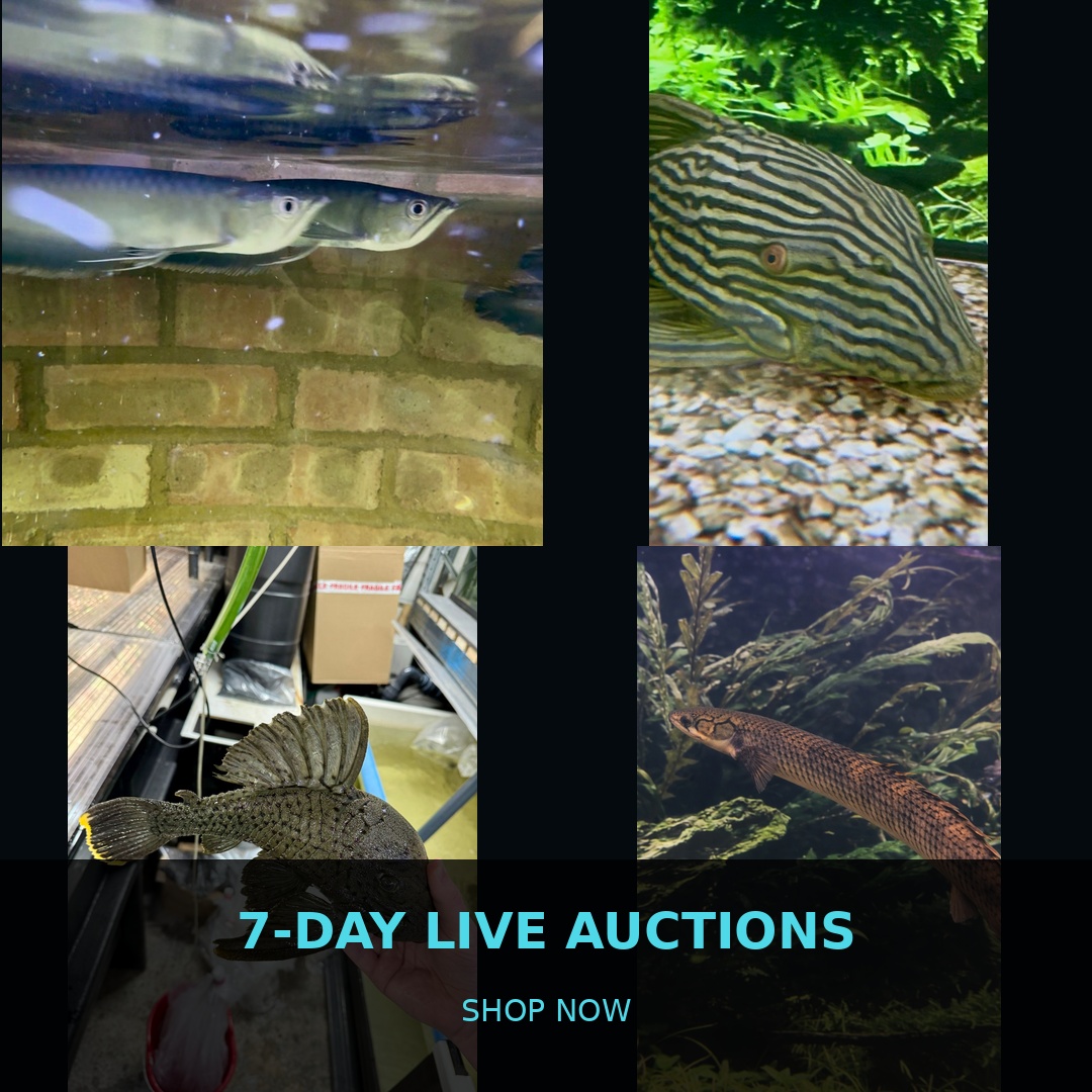 🐠 7-Day Live Auctions: Premium Tropical Fish (4 Items)