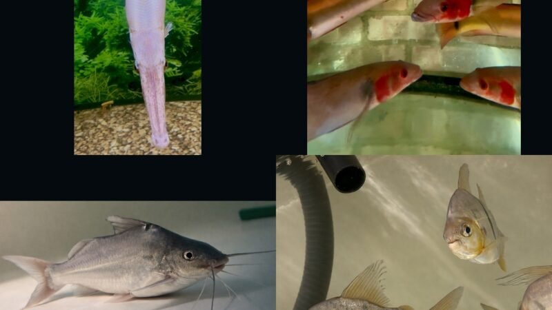 🐠 7-Day Live Auctions: Premium Tropical Fish (4 Items)