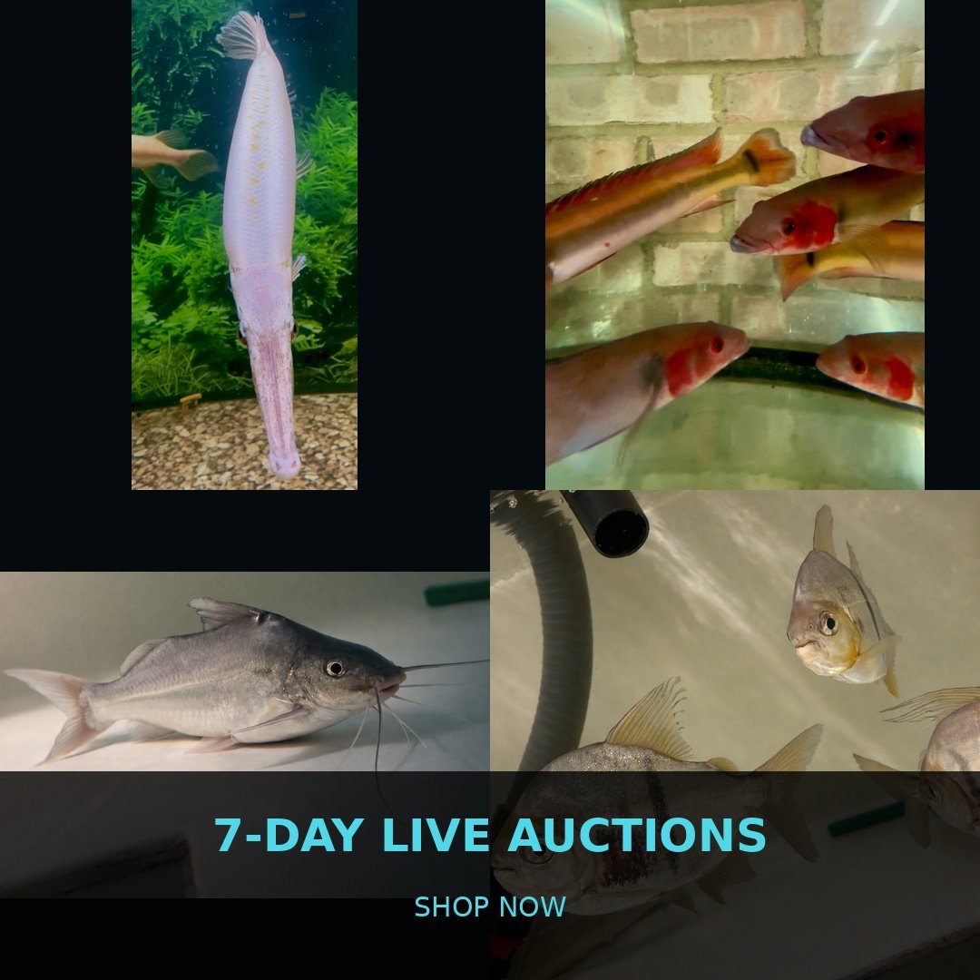🐠 7-Day Live Auctions: Premium Tropical Fish (4 Items)