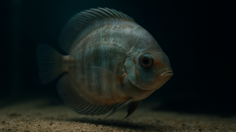 AI Fish Health Diagnostic: Get a Real Diagnosis in 60 Seconds