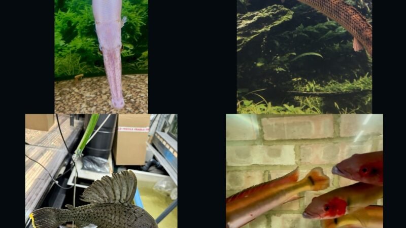 Pond Filtration Sizing UK: Spring Bioload Calculation & Salt Dosing Protocol