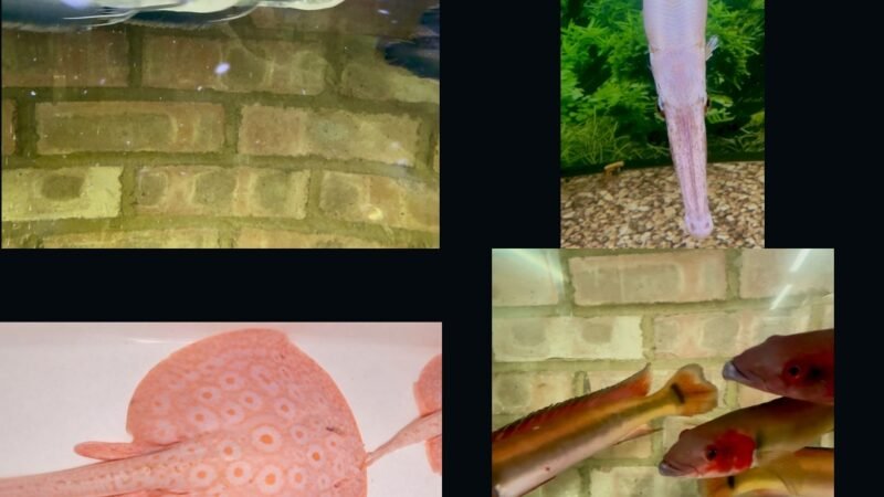 🐠 7-Day Live Auctions: Premium Tropical Fish (4 Items)