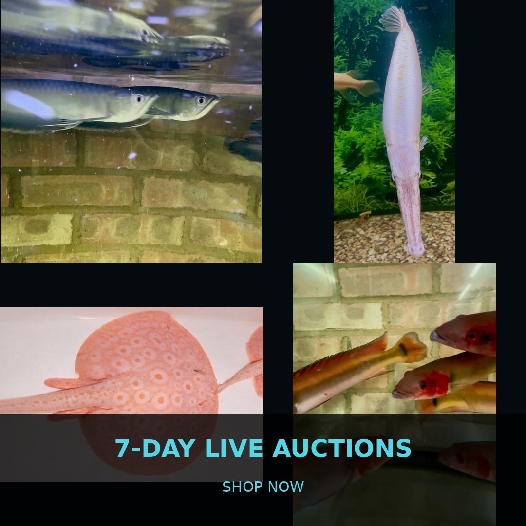 🐠 7-Day Live Auctions: Premium Tropical Fish (4 Items)