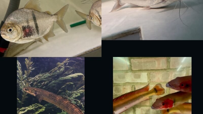 🐠 7-Day Live Auctions: Premium Tropical Fish (4 Items)