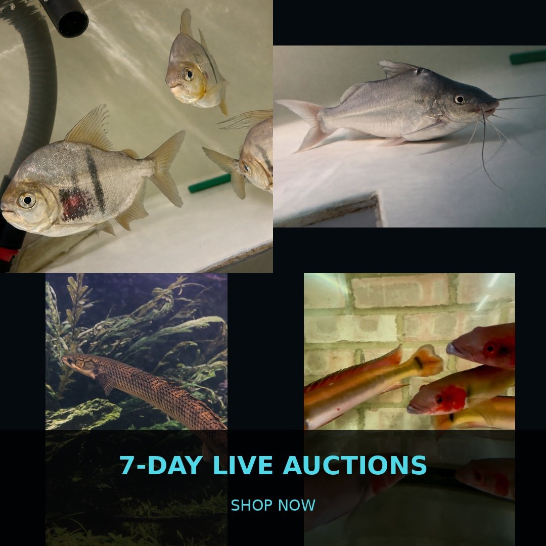🐠 7-Day Live Auctions: Premium Tropical Fish (4 Items)