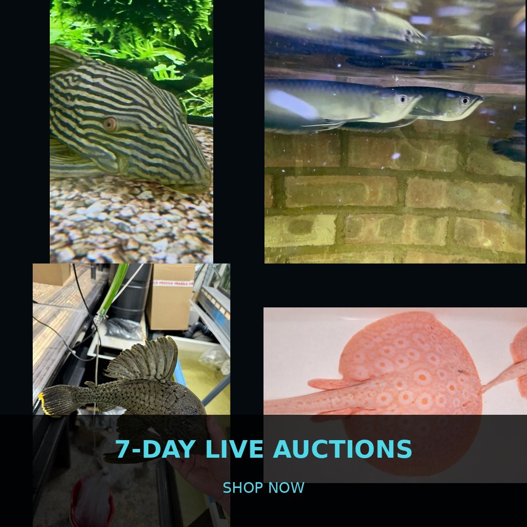 🐠 7-Day Live Auctions: Premium Tropical Fish (4 Items)