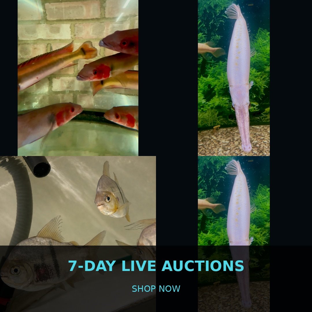 🐠 7-Day Live Auctions: Premium Tropical Fish (4 Items)