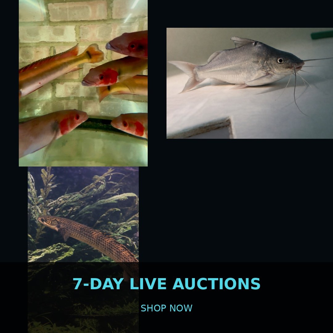 🐠 7-Day Live Auctions: Premium Tropical Fish (3 Items)