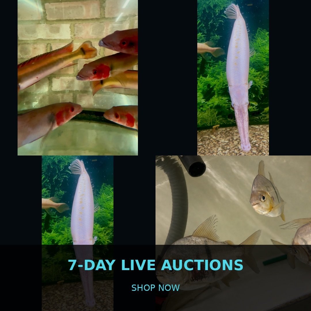 🐠 7-Day Live Auctions: Premium Tropical Fish (4 Items)