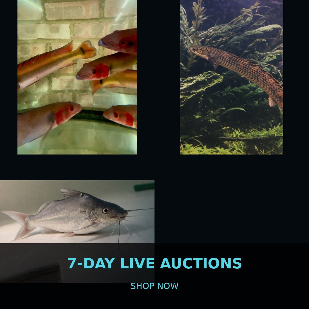🐠 7-Day Live Auctions: Premium Tropical Fish (3 Items)