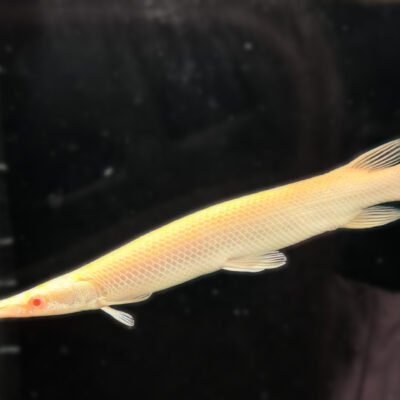 Albino Florida Gar, approx 10 inches, for sale at MTF Aquatics