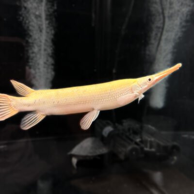 Albino Marble Gar, approx 11 inches, for sale at MTF Aquatics
