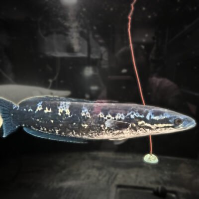 Apistogramma Snakehead, approx 15 inches, for sale at MTF Aquatics