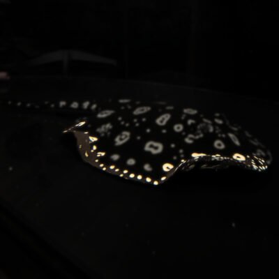 Austrian Black Diamond Stingray – Proven Breeder, approx 18 inches, for sale at MTF Aquatics
