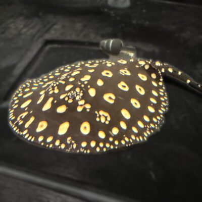 Black Diamond Stingray – Proven Breeder, approx 14 inches, for sale at MTF Aquatics