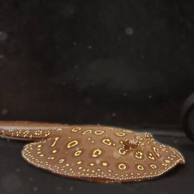 Black Diamond Stingray Pup, approx 3 inches, for sale at MTF Aquatics
