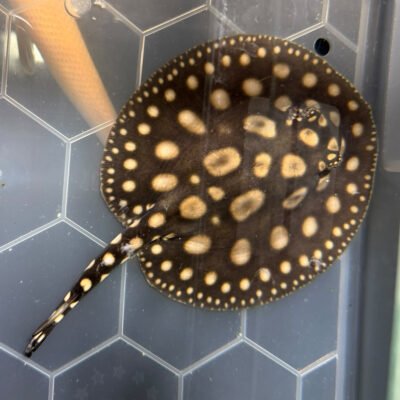 Black Diamond Stingray Pup, approx 4 inches, for sale at MTF Aquatics