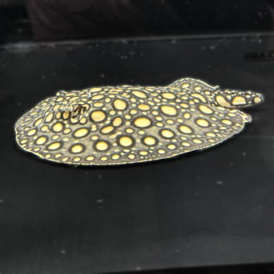 Black Diamond x Snow White Stingray, approx 12 inches, for sale at MTF Aquatics