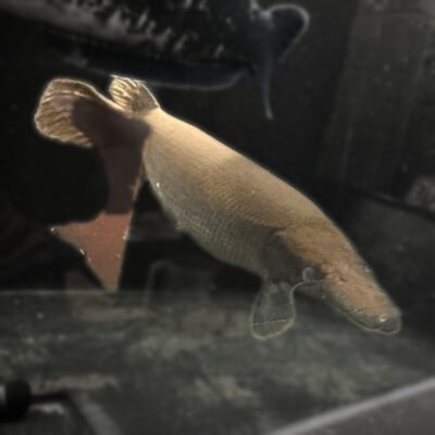 Cuban Gar, approx 18 inches, for sale at MTF Aquatics