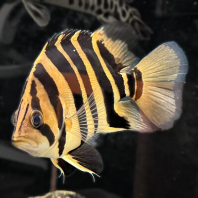 Datnoid, approx 6 inches, for sale at MTF Aquatics