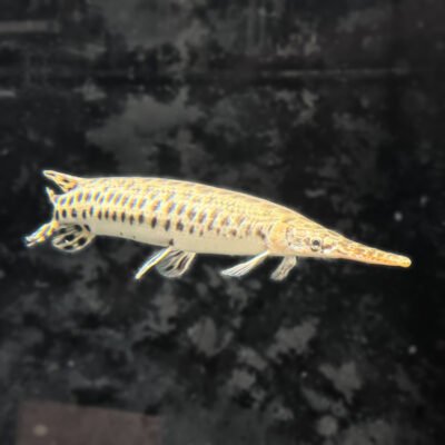 Florida Gar, approx 11 inches, for sale at MTF Aquatics