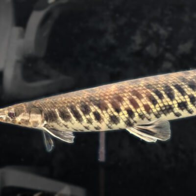 Florida Gar, approx 13 inches, for sale at MTF Aquatics