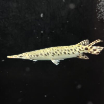 Florida Gar, approx 15 inches, for sale at MTF Aquatics