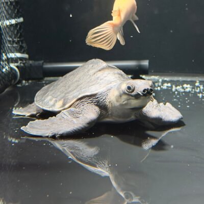 Fly River Turtle, approx 7 inches, for sale at MTF Aquatics