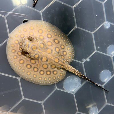 Pearl x Black Diamond Stingray, approx 10 inches, for sale at MTF Aquatics