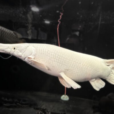 Platinum Alligator Gar, approx 29 inches, for sale at MTF Aquatics